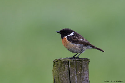 Saxicola Rubicola / Roodborsttapuit / European Stonechat