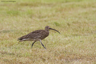 Numenius Arquata / Wulp / Eurasian Curlew