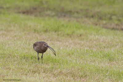 Numenius Arquata / Wulp / Eurasian Curlew