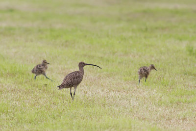 Numenius Arquata / Wulp / Eurasian Curlew