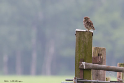 Athene noctua / Steenuil / Little owl