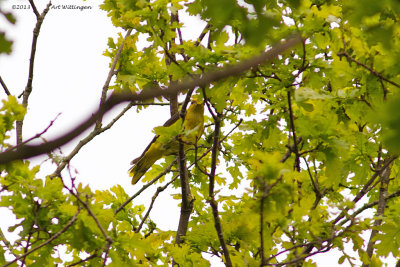 Orioles orioles / Wielewaal / Eurasian Golden Oriole