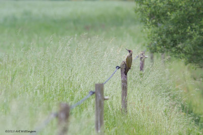 Picus Virdis / Groene Specht / Green Woodpecker