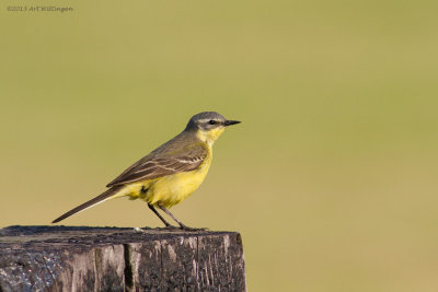 Motacilla flava / Gele kwikstaart / Blue-headed Wagtail