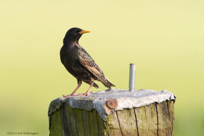 Sturnus vulgaris / Spreeuw / Common Starling