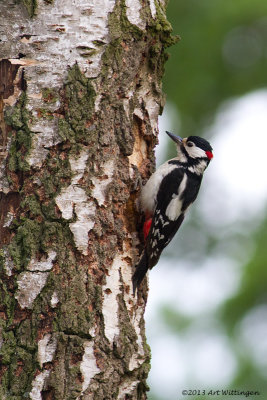 Dendrocopos Major / Grote Bonte Specht / Great Spotted Woodpecker