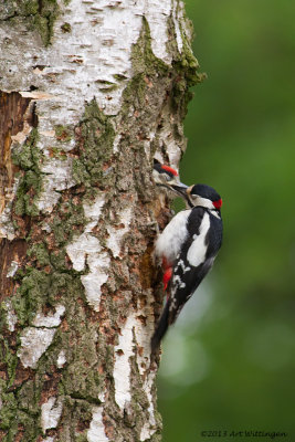 Dendrocopos Major / Grote Bonte Specht / Great Spotted Woodpecker