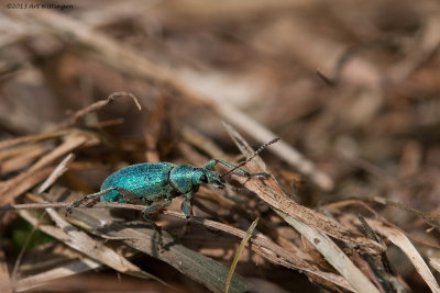 Phyllobius argentatus / Groene Snuitkever 