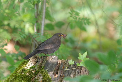 Turdus Merula / Merel / Common Blackbird
