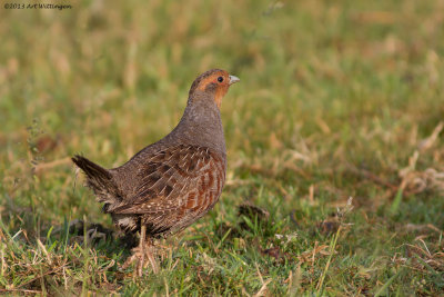 Perdix perdix / Patrijs / Grey Partridge