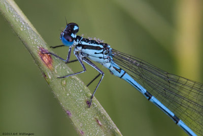 Coenagrion puella / Azuurwaterjuffer / Azure damselfly