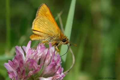 Ochlodes venata / Groot dikkopje / Large skip