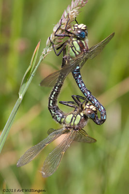 Brachytron pratense / Glassnijder / Hairy Dragonfly