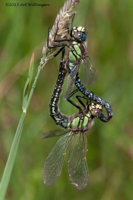 Brachytron pratense / Glassnijder / Hairy Dragonfly