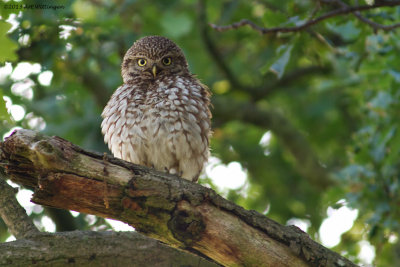 Athene noctua / Steenuil / Little owl