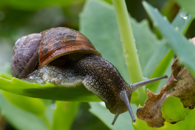 Helix pomatia / Wijngaardslak / Burgundy snail
