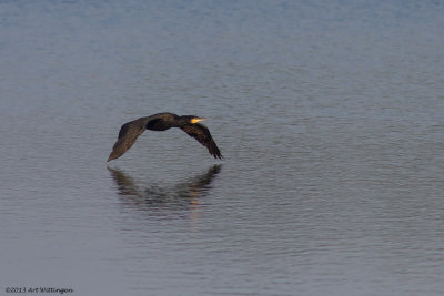 Phalacrocorax carbo / Aalscholver / Great Cormorant