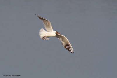 Chroicocephalus ridibundus / Kokmeeuw / Black headed Gull