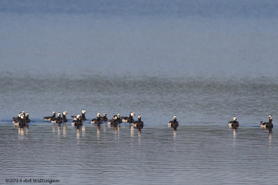 Branta Leucopsis / Brandgans / Barnacle Goose