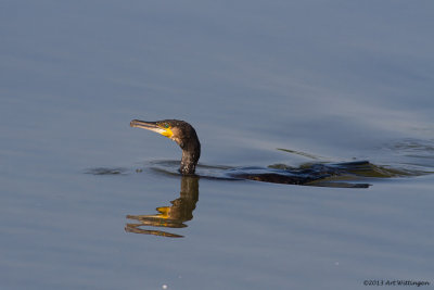 Phalacrocorax carbo / Aalscholver / Great Cormorant