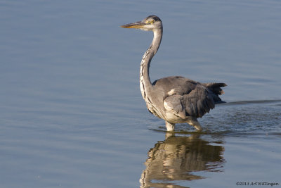 Ardea Cinerea / Blauwe Reiger / Grey Heron