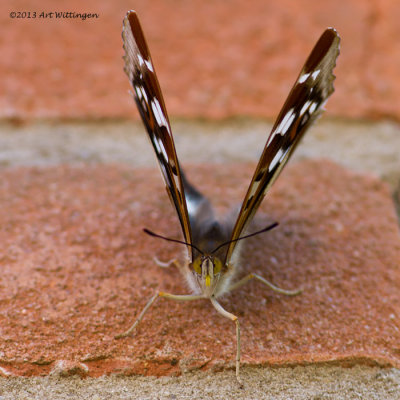 Apatura Iris / Grote Weerschijnvlinder / Purple Emperor