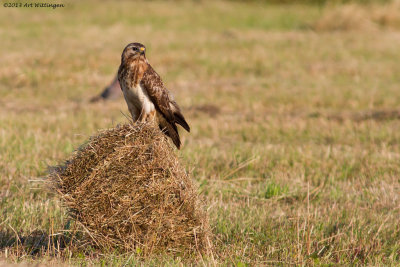Buteo buteo / Buizerd / Common buzzard
