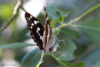 Apatura Iris / Grote Weerschijnvlinder / Purple Emperor