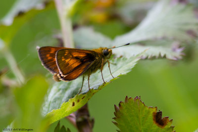 Ochlodes venata / Groot dikkopje / Large skip