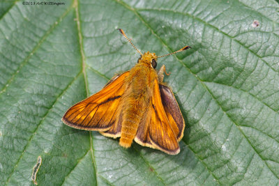 Ochlodes venata / Groot dikkopje / Large skip