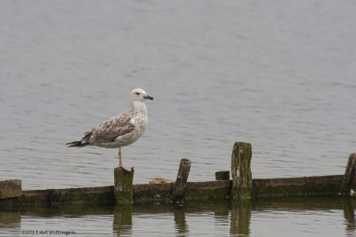 Larus cachinnans / Pontische meeuw / Caspian Gull