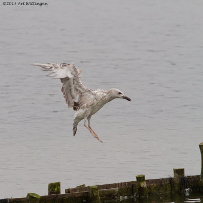 Larus cachinnans / Pontische meeuw / Caspian Gull