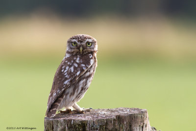 Athene noctua / Steenuil / Little owl