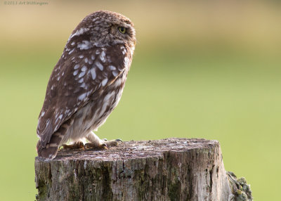 Athene noctua / Steenuil / Little owl