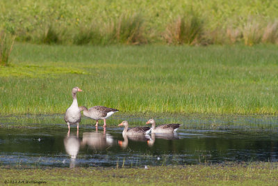 Anser anser / Grauwe gans / Greylag Goose