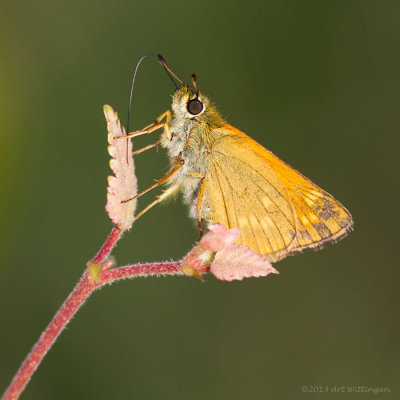 Ochlodes venata / Groot dikkopje / Large skip
