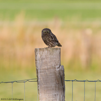 Athene noctua / Steenuil / Little owl