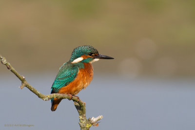 Alcedo atthis / IJsvogel / Kingfisher