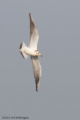 Chroicocephalus ridibundus / Kokmeeuw / Black headed Gull