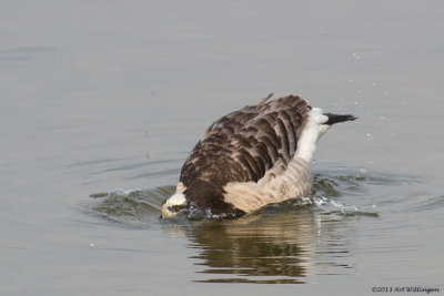 Branta Leucopsis / Brandgans / Barnacle Goose