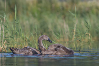 Cygnus Olor / Knobbelzwaan / Mute Swan