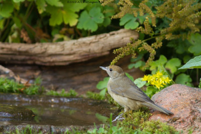 Sylvia atricapilla / Zwartkop / Blackcap