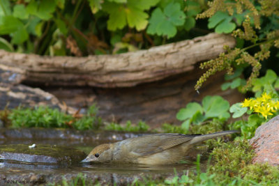 Sylvia atricapilla / Zwartkop / Blackcap