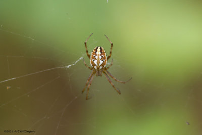 Neoscona adianta / Heidewielwebspin