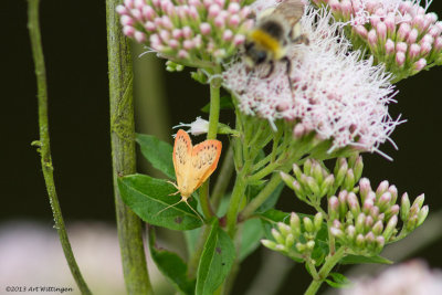 Miltochrista miniata / Rozenblaadje / Rosy Footman