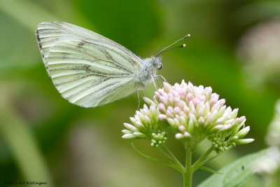 Pienis napae / Klein geaderd Witje / Green-veined white