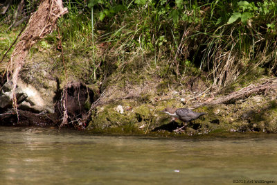 Cinclus cinclus / Waterspreeuw / Dipper