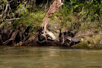 Cinclus cinclus / Waterspreeuw / Dipper