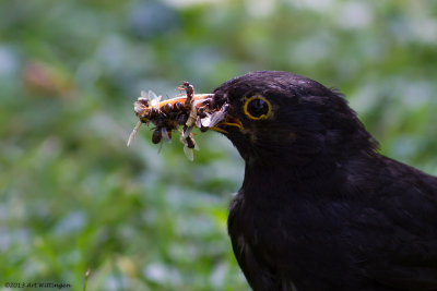 Turdus Merula / Merel / Common Blackbird