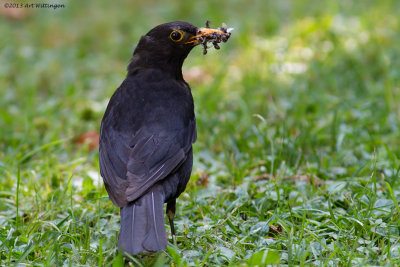 Turdus Merula / Merel / Common Blackbird